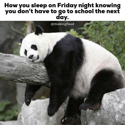7 Hilarious Panda Memes Thatll Make You Lol King Feed Panda Funny