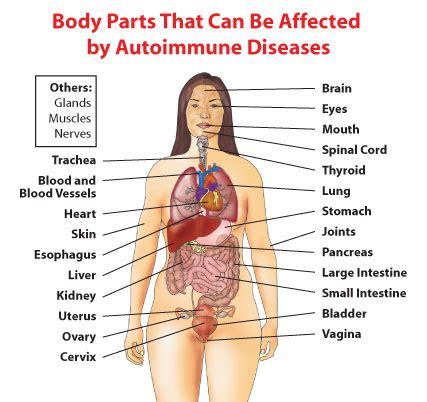 In humans, the female reproductive system is immature at birth and develops to maturity at puberty to be able to produce gametes, and to carry a foetus to full term. Autoimmune diseases | womenshealth.gov