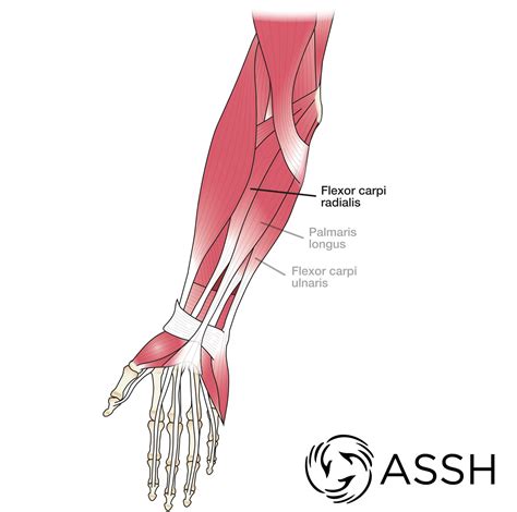 Arm Tendons Anatomy