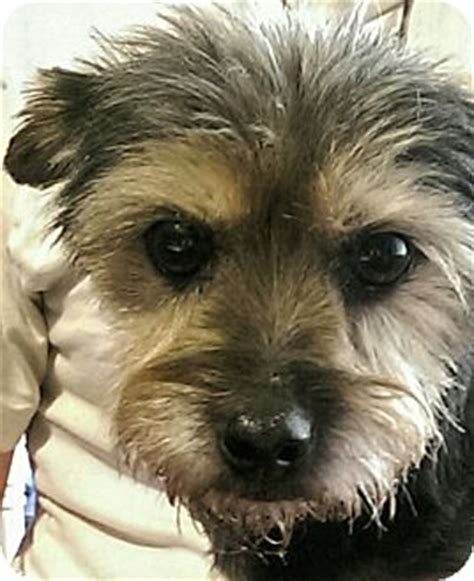 Adopting a shelter animal can be a very rewarding experience. Seattle, WA - Miniature Schnauzer. Meet "Maizey" a Pet for ...
