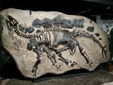 Photos of Dinosaur Fossil Nevada