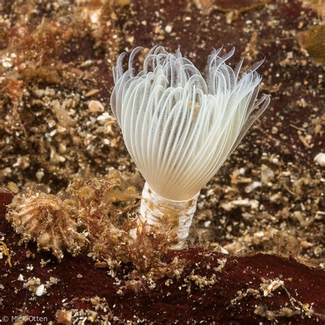 Micks Marine Biology Beautiful Tube Dwelling Worms