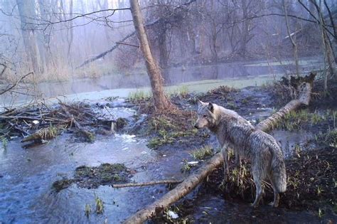 Wildlife Is Thriving Around Chernobyl Since The People