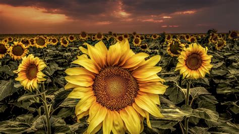 Field Of Wide Sunflowers With Background Of Dark Cloudy