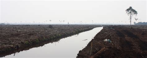Pt.golden step indonesia email hrd. APRIL fails to reverse Indonesian peat protection regulations | Environmental Paper Network