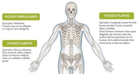 Los 7 Tipos De Huesos Del Cuerpo Humano