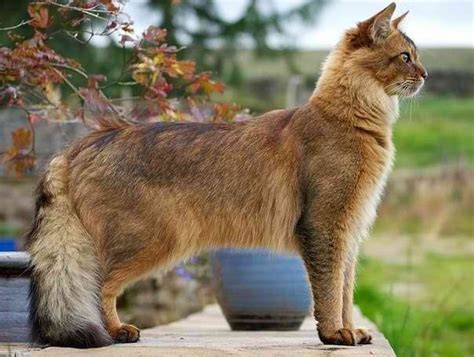 Cat Breeds With Fluffy Tails Pictures Of Bushy Tailed Cats