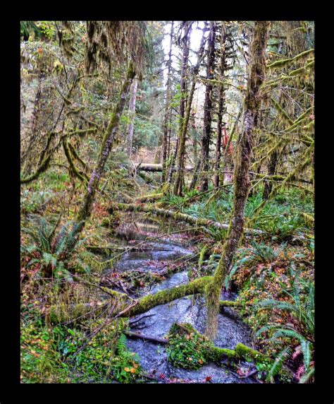 Rustic Woods And Creek Hoh Rainforest Washington State Rainforest