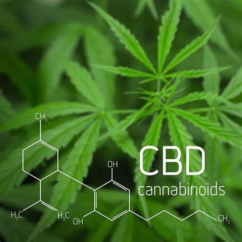 ¿qué es el cbd cannabidiol essence cannabis dispensary