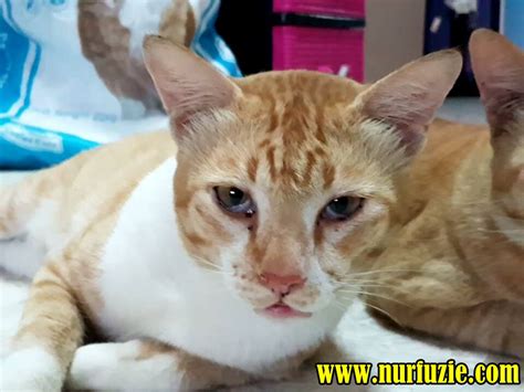 Salah satu gejala yang khasnya adalah nyeri di dada. Penyebab Mata Kucing Bengkak Dan Berair - Berbagai Mata