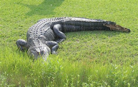 Wildlife Crew Near Conroe Removes 9 Foot Gator