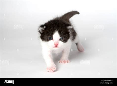 Black And White Kitten Against White Background Stock Photo Alamy