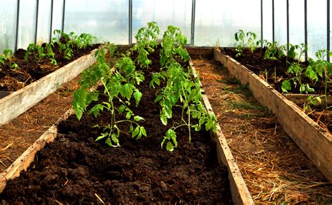 Growing Tomatoes In Open Land In Containers Or In Raised Beds Food