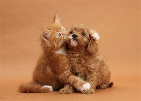 Kittens And Puppies Hugging
