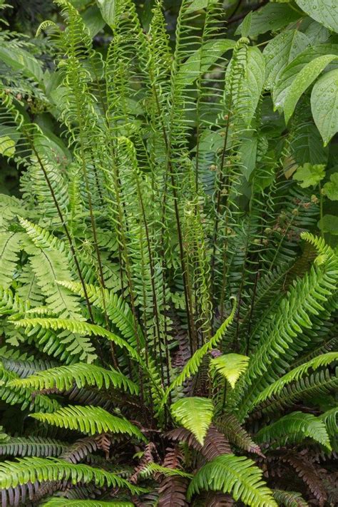 Also Takes Part Sun Ferns Garden Shade Garden Pnw Garden Dream