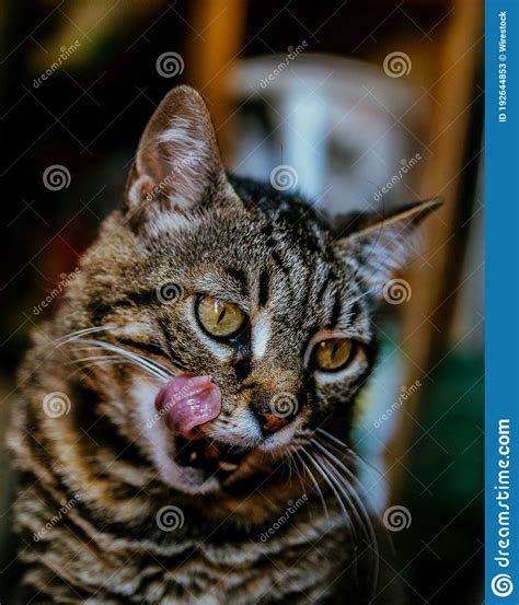 Vertical Shallow Focus Closeup Of A Tabby Cat With Its Tongue Out Stock