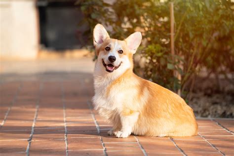 Best Rat Dog Ideas On Pinterest Doge Dog Breed Corgi Dog 4 Telegraph