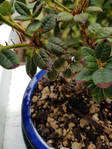 Less roots also mean less leaves, and the oldest leaves are usually the first ones to get brown. Tips of azalea leaves turning brown