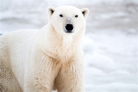 Polar Bear King Of The North