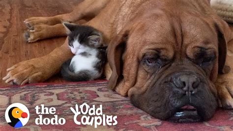 135 Pound Mastiff Becomes Obsessed With A Tiny Kitten The Dodo Odd