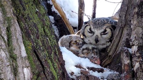Mother Owl Feeding Her Babies Youtube