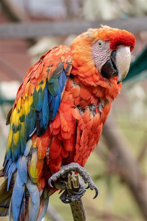 Scarlet Macaw Parrot On The Stick Close Up Vertical Stock Photo