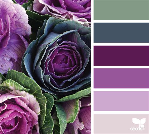 Market Hues Seeds Color Color Schemes Purple Color Palettes