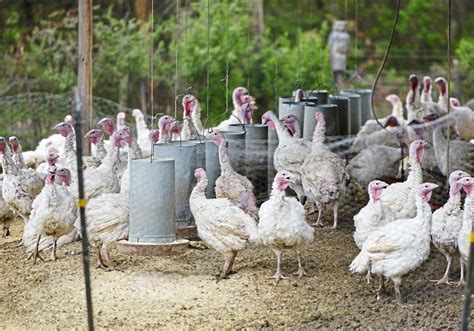 Jones Turkey Farm In Cabot Offers Free Range Turkeys For Thanksgiving