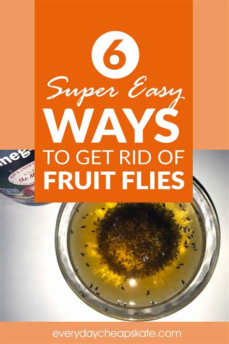 How To Get Rid Of Fruit Flies Quick And Easy ・ Everyday Cheapskate