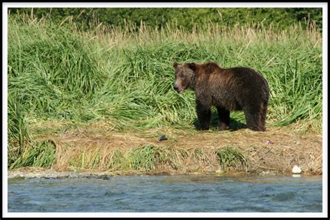 Sibisnus Alaska El FestÍn De Los Osos Grizzly