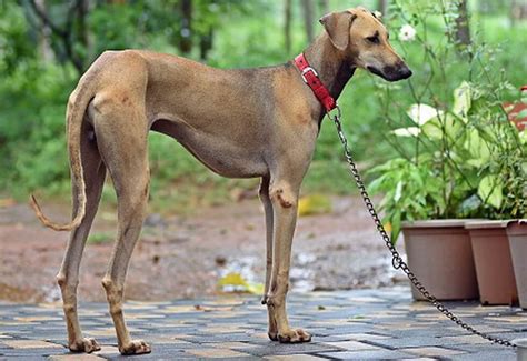 10 Amazing Indian Dog Breeds You Should Know