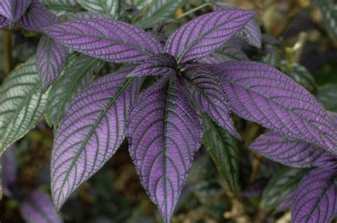 List Of Plants With Purple And Green Leaves Hunker Purple Plants