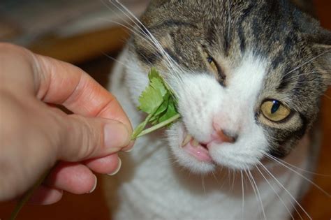 Unsure about what cats can eat? Can Cats Eat Cilantro? - Cats How