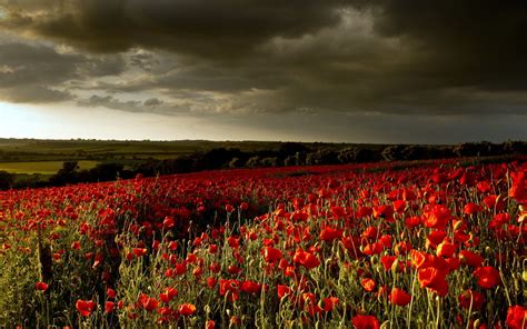 Dramatic Field Of Poppies Poppy Wallpaper Field Wallpaper Sunset