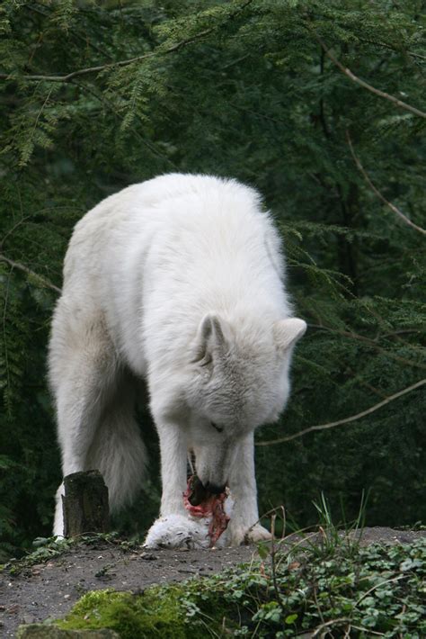 2008 02 07 13h00m54img2608e Arctic Wolf Eating White Ra Flickr