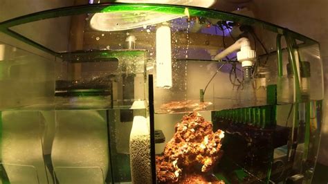 40 Gallon Reef Frag Tank Setup With Sump Refugium Part3 Youtube