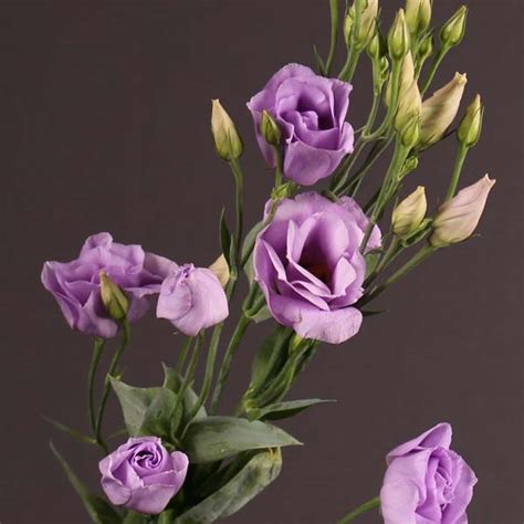 Lisianthus Lavender Flower Collection Ecuador