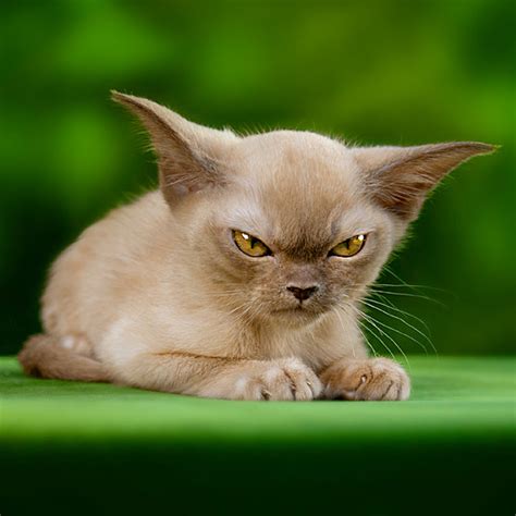 Hypoallergenic Cats 11 Adorable Breeds That Wont Make You Sneeze Slice