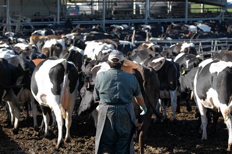 Worlds Dairy Farmers Squeezed By Oversupply Wsj