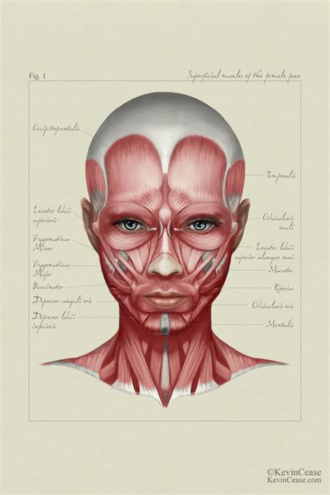 Female Anatomy Face By Kevin Cease Woman Face Muscles