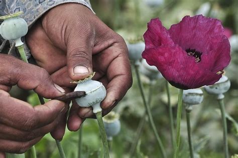 Mexico Governor Floats Idea Of Medical Opium Growing To Reduce Drug