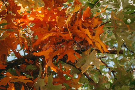 Beautiful Autumn Leaves Of Yellow Oak Closeup Autumn Landscape