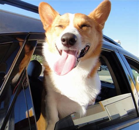 Pet Dogs Smiling 20 Happy Corgis To Brighten Your Day