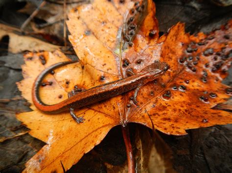 Woodland Salamanders Herp Atlas
