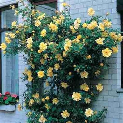 Rosa CLIMBING ROSE Golden Showers Agway Of Cape Cod