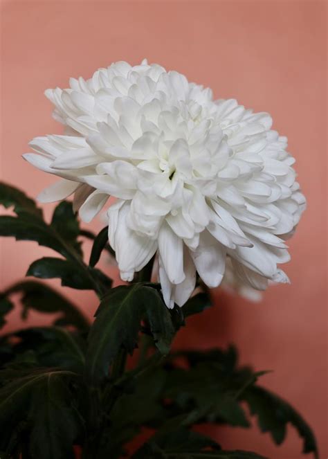 Chrysanthemums How To Grow And Care For This Autumnal Flower