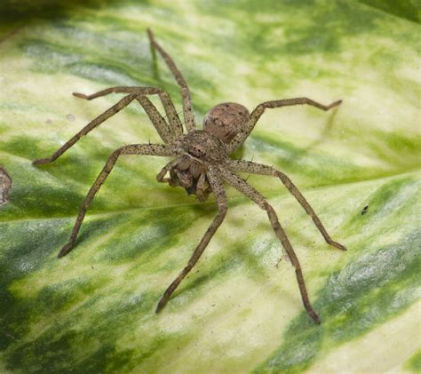 Can A Wolf Spider Bite Hurt A Dog Wolf Spider Bite Pictures Treatment