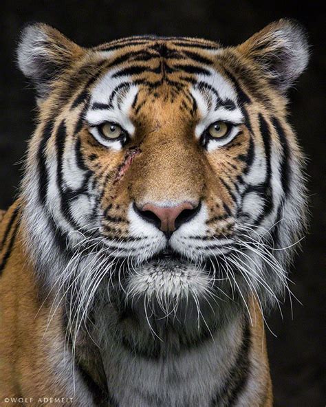 Scarred Tiger Portrait By Wolf Ademeit Animals Beautiful Tiger Face