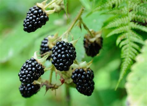 A Quick And Juicy Guide To Berries Of The Northwest The Whole U