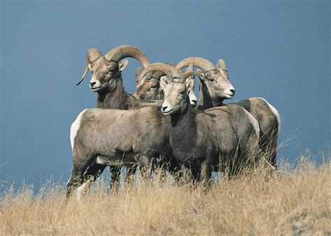 North Dakota Bighorn Sheep Survey Tallies Record Setting Population